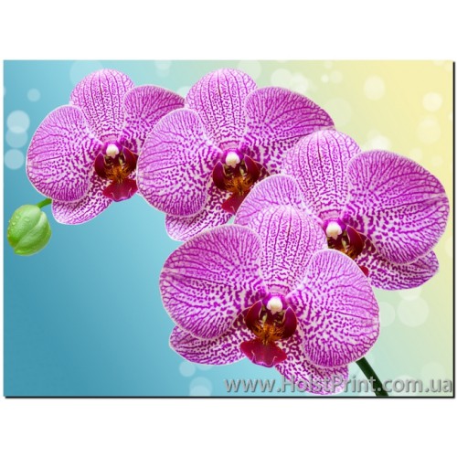 Картина орхидея, ART: CVF888017, , 168.00 грн., CVF888017, , Фотокартины Цветы